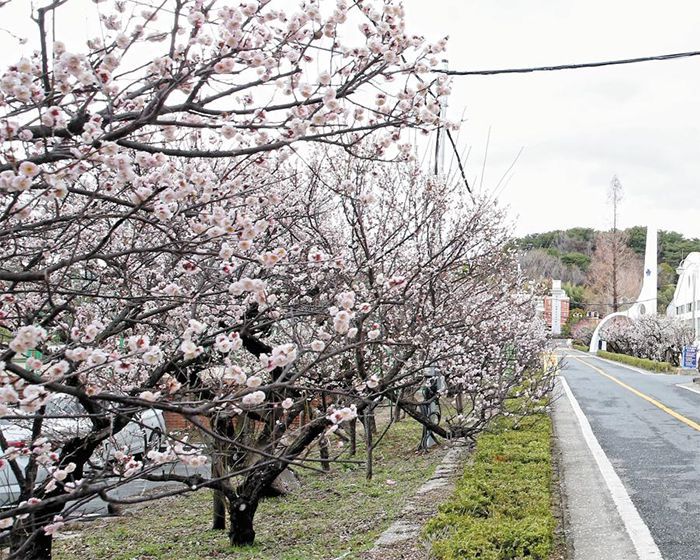경남 김해시 김해건설공고 교정 안에 핀 와룡매. 입학식 때마다 사진 배경이 되는 지역 명물이다. 2021년. /조상호 사진가