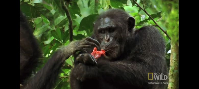 침팬지들이 작은 원숭이를 사냥한 뒤 뜯어먹고 있다. /냇지오와일드