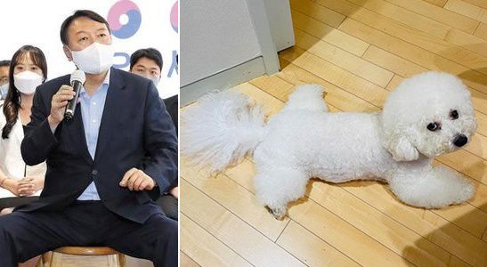 윤석열 전 검찰 총장(왼쪽)이 3일 반려견 토리의 '쩍벌' 사진을 공개했다./연합뉴스, 토리 인스타그램