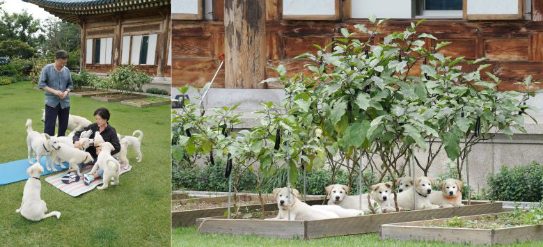 김정은 북한 국무위원장이 선물한 풍산개 '곰이'가 낳은 새끼 7마리와 문재인 대통령 내외./문 대통령 페이스북