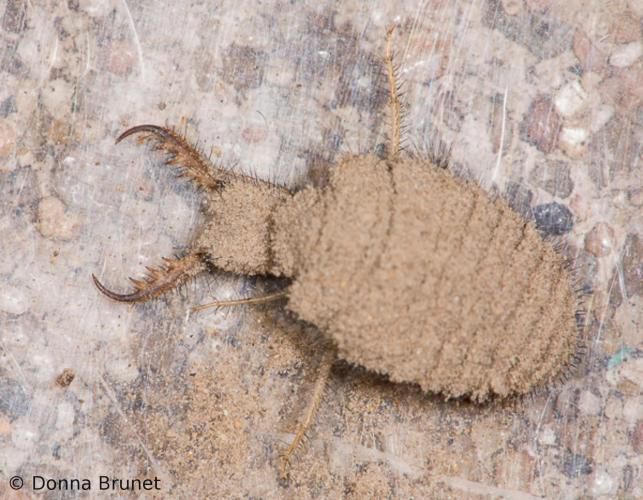 몸집은 작지만, 사냥꾼의 카리스마가 뿜어나는 개미귀신.  /Donna Burnet. 미주리주 자연보호국 홈페이지