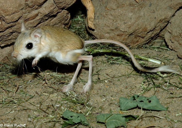 가볍게 점프하며 이동하는 세발가락뜀쥐. 이 종류는 날쥐 또는 날토끼라고도 부른다. /biolib.cz 홈페이지. Klaus Rudolf