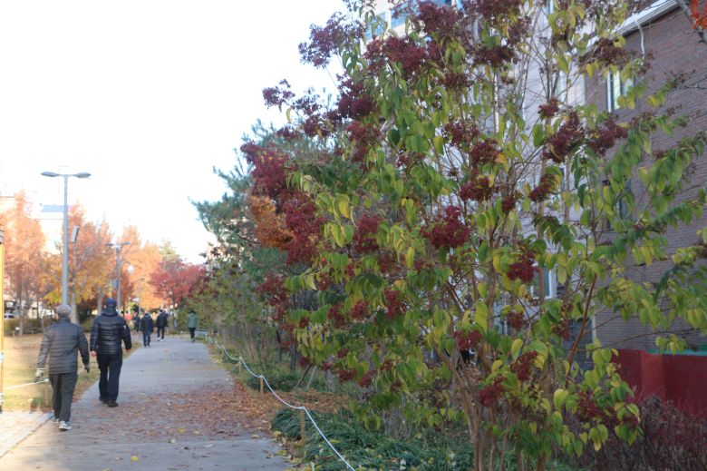 22일 경의선숲길에서 만난 칠자화.