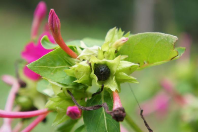 분꽃 씨앗과 꽃받침.