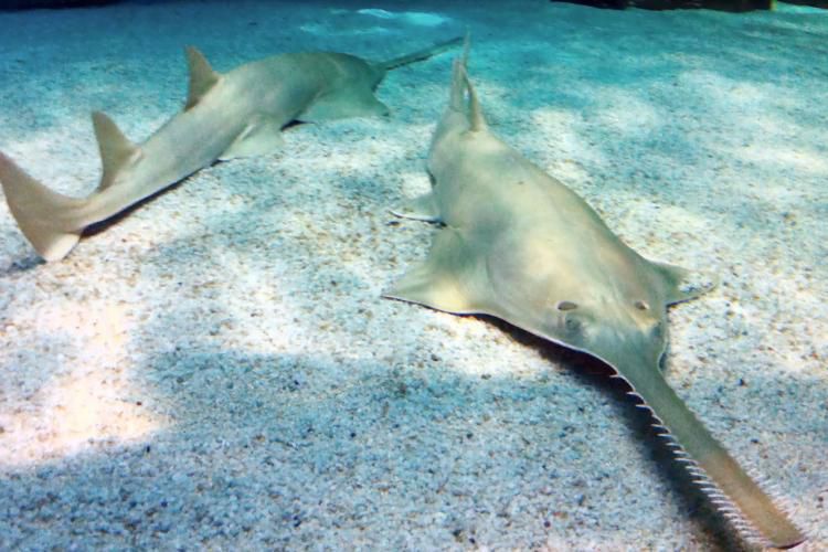 상어에서 가오리로 변화하는 과정을 보여주는 톱상어. /미국 해양대기청 홈페이지