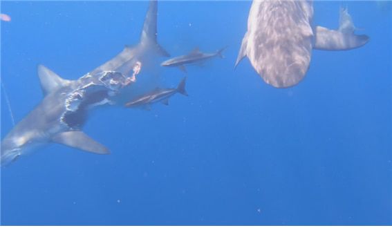 동족에게 포식당해 몸의 상당부분이 훼손된 상어가 유유히 헤엄치고 있다. 그 옆으로 다른 상어들도 헤엄치고 있다. /더 선 홈페이지