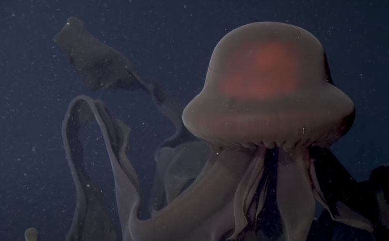 지난 1일 MBARI 공개한 심해에 서식하는 거대한 해파리. /유튜브
