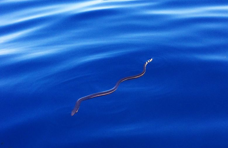 호흡을 위해 수면위로 떠오른 바다뱀. 세로로 납작한 꼬리는 헤엄을 잘 칠 수 있도록 노 역할을 한다. /플로리다주립대 홈페이지