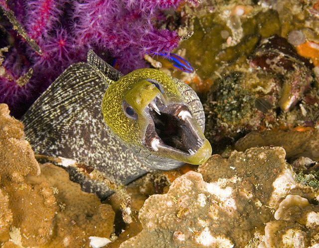 곰치는 화려한 색깔과 날카로운 이빨을 앞세운 공포스러운 생김새로 유명하다. 실제로 성격도 포악하다. /미 국립대기청 홈페이지