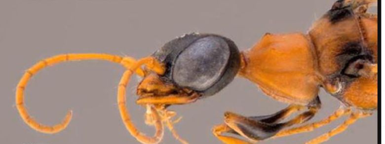 식습관 때문에 해리포터의 괴물 캐릭터  이름을 따서 이름붙여진 '디멘터말벌' /Fox 11 LosAngeles Twitter