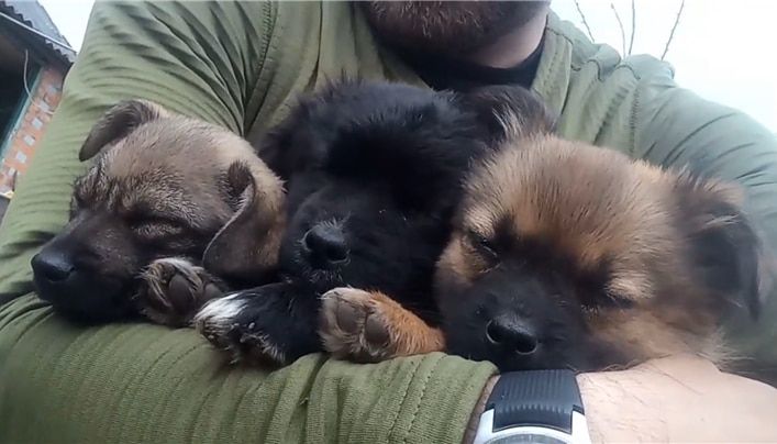 강아지들이 구조자의 품안에 안겨 있는 모습. /트위터
