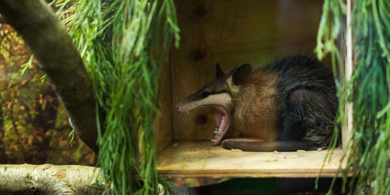 주머니쥐가 사나운 표정으로 입을 벌리고 있다. 잡식성이라곤 하지만, 개구리나 도마뱀, 새와 설치류 등을 즐겨 먹는 작은 맹수라고 봐도 무방하다. /Smithsonian Zoo