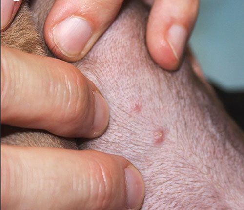 원숭이두창 확진 판정을 받은 주인과 한 침대를 공유한 반려견에게 나타난 원숭이두창 증상./의학학술지 란셋