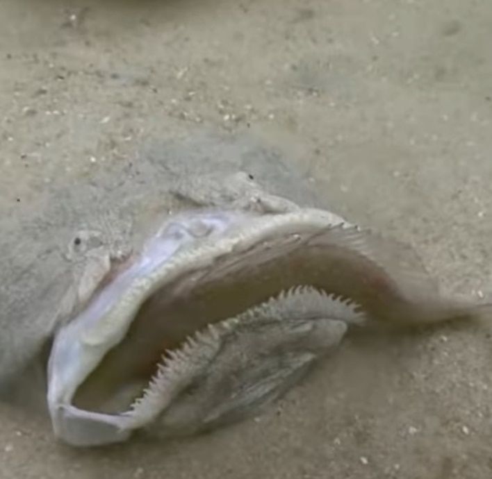 매복 사냥에 성공하는 모습. 몸집에 비해 아주 큰 입이 있어 큼지막한 물고기도 집어삼킬 수 있다. /Crazy Creatures 페이스북