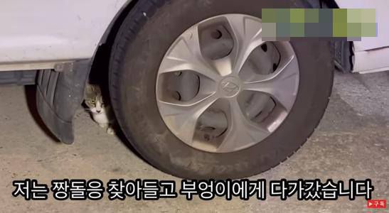 A씨는 길고양이를 노려본다는 이유로 전봇대에 앉아 있는 수리부엉이를 위협했다./유튜브