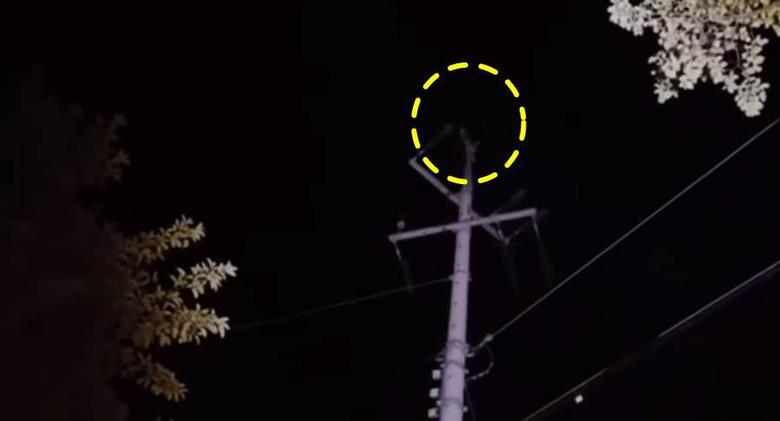 A씨는 전봇대 위에 수리부엉이가 앉아 있다고 주장했다./유튜브