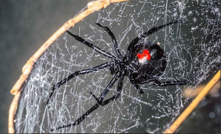 거미줄을 치고 먹잇감을 기다리고 있는 검은과부거미 암컷. /미 미주리주 홈페이지