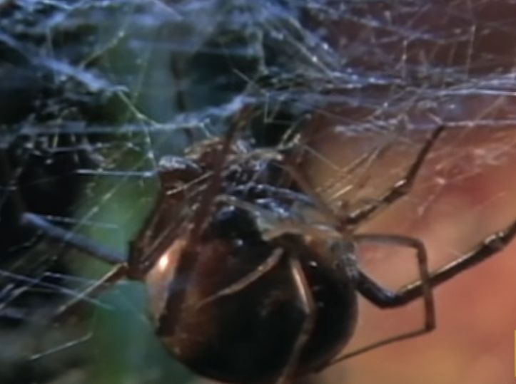 검은과부거미 수컷이 암컷의 신경을 건드리지 않기 위해 신중하게 접근한 뒤 목숨을 걸고 짝짓기를 하고 있는 모습. /National Geographic. Nat Geo Wild Youtube
