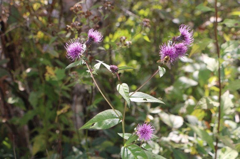 고려엉겅퀴(곤드레나물).