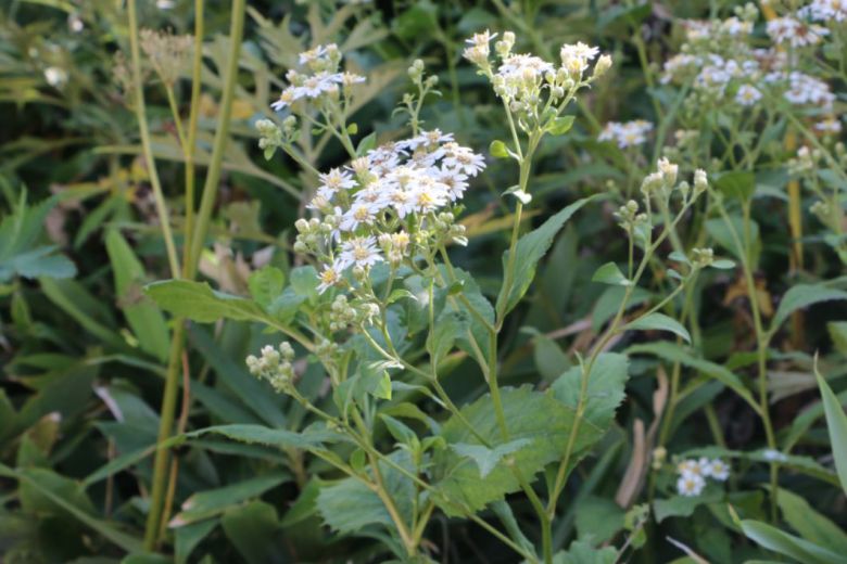 울릉도 섬쑥부쟁이(부지깽이나물).