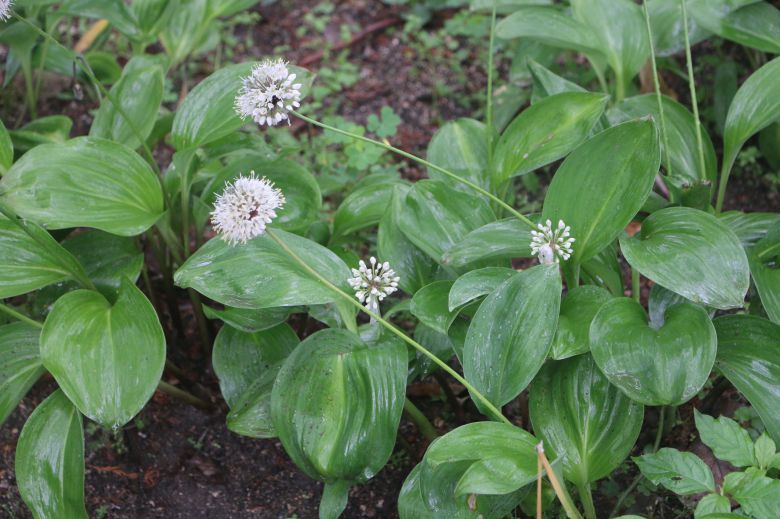 산마늘(명이나물) 잎과 꽃.