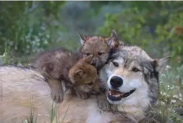 늑대는 강력한 사회성과 강한 가족애로 유명하다. 새끼를 돌보고 있는 늑대의 표정이 더없이 행복해 보인다. /미 국립공원관리공단 플리커