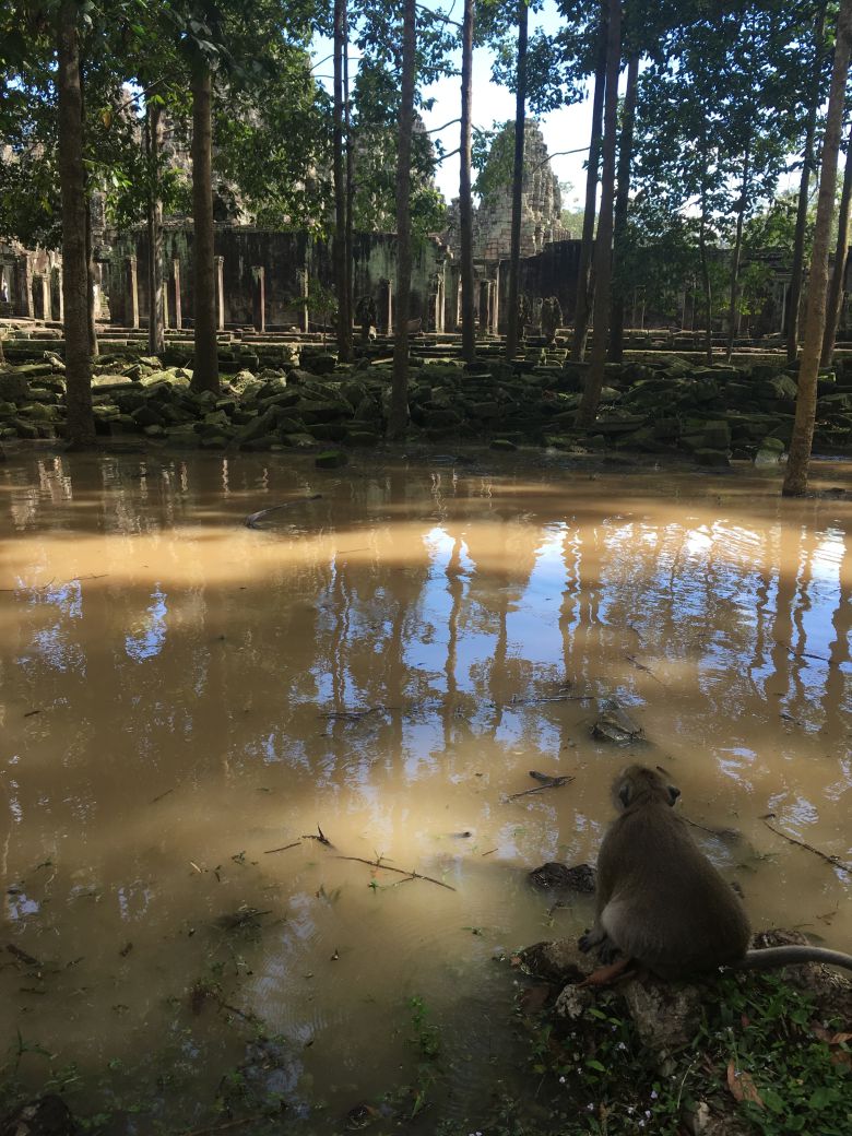 야생 원숭이가 앙코르 와트를 바라보고 있다. /최훈민 기자