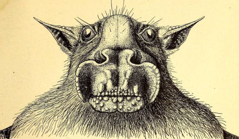 /The American Museum Congo Expedition Collection  1917년 그린 망치머리박쥐 그림