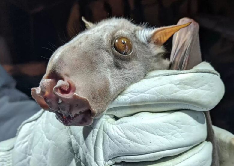 /Sarah Olsen 독특한 생김새를 한 망치머리박쥐.