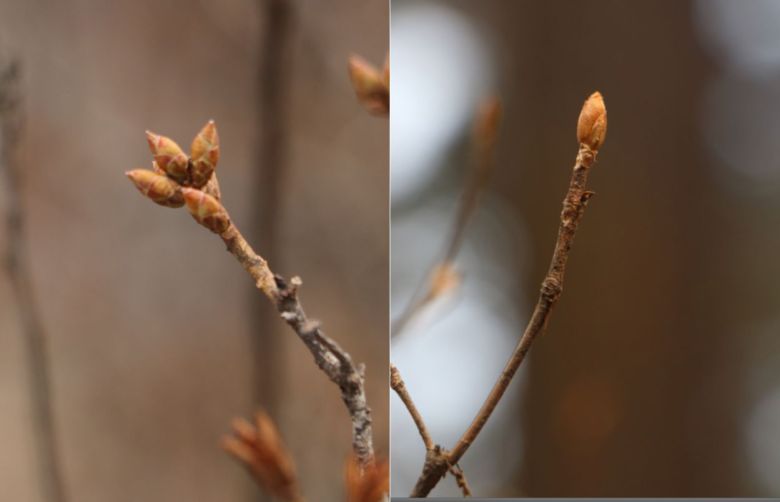 진달래(왼쪽)와 철쭉 겨울눈.