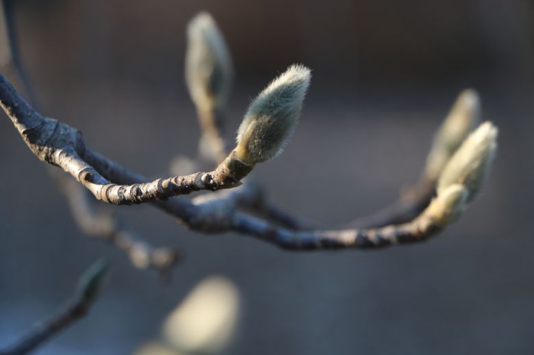 백목련 겨울눈. 큰 것은 꽃눈이고 잎눈은 가지 옆에 조그맣게 달려 있다.