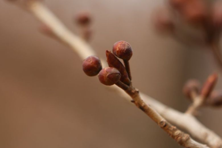 비목나무 겨울눈. 뾰족한 것이 잎눈, 둥근 것이 꽃눈이다.