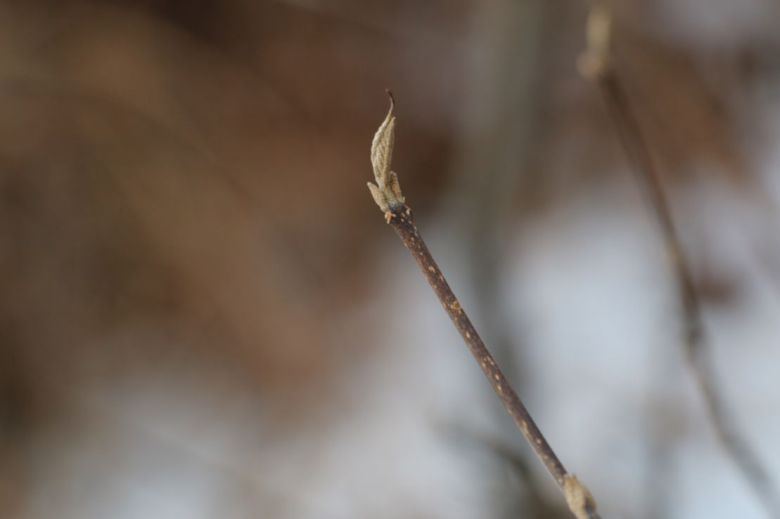 작살나무 겨울눈. 비늘이 없는 맨눈이다.