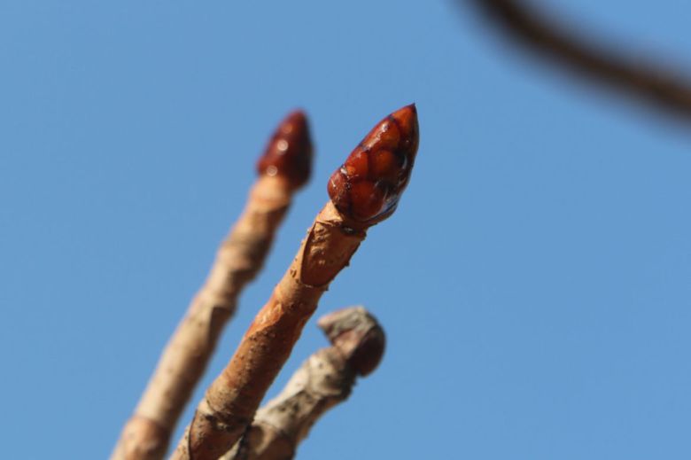 칠엽수 겨울눈. 끈끈한 수지 성분을 바르고 있다.