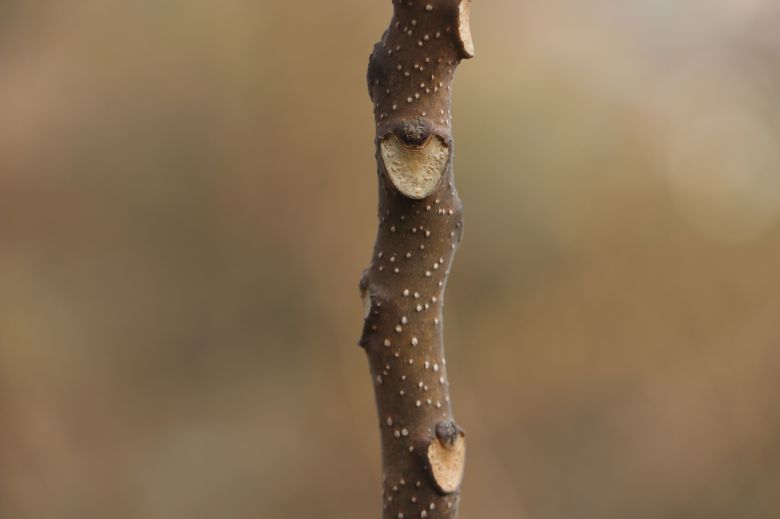 가죽나무 잎자국과 겨울눈.