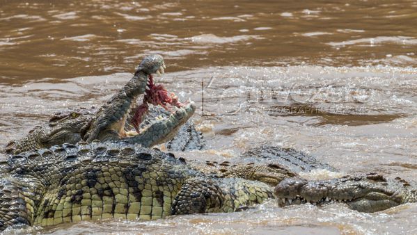 /fivezerosafari.com. Kurt Jaybertel 악어들이 집단으로 사냥한 먹잇감에 달려들어 '죽음의 회전'으로 살점을 잘라내 포식하고 있다.