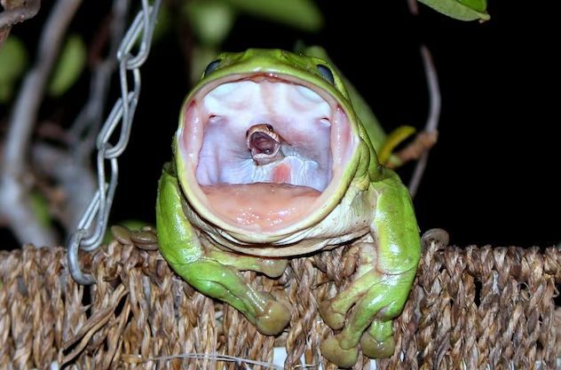 / JULIE-ANNE O'NEILL. National Geographic 주로 벌레를 사냥하는 것으로 알려진 호주 나무청개구리가 뱀을 삼키기 직전의 모습이 포착됐다.