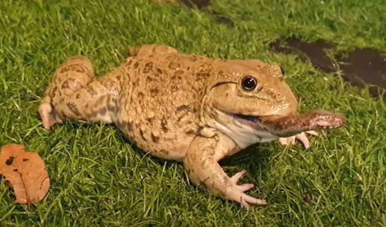 DIY Inventions Youtube 캡처  아시아황소개구리가 뱀을 꼬리부터 삼키기 시작해 마지막 머리를 삼키기 직전의 모습.