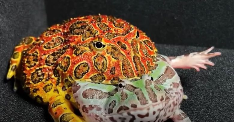 /PAC Frog Eat Youtube  캡처  팩맨이라는 이름으로 알려진 남미산 뿔개구리가 자신보다 덩치가 작은 같은 뿔개구리를 뒤부터 삼키고 있다.