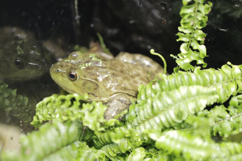 코엑스 아쿠아리움 특별전시에서 만날 수 있는 황소개구리 /코엑스 아쿠아리움