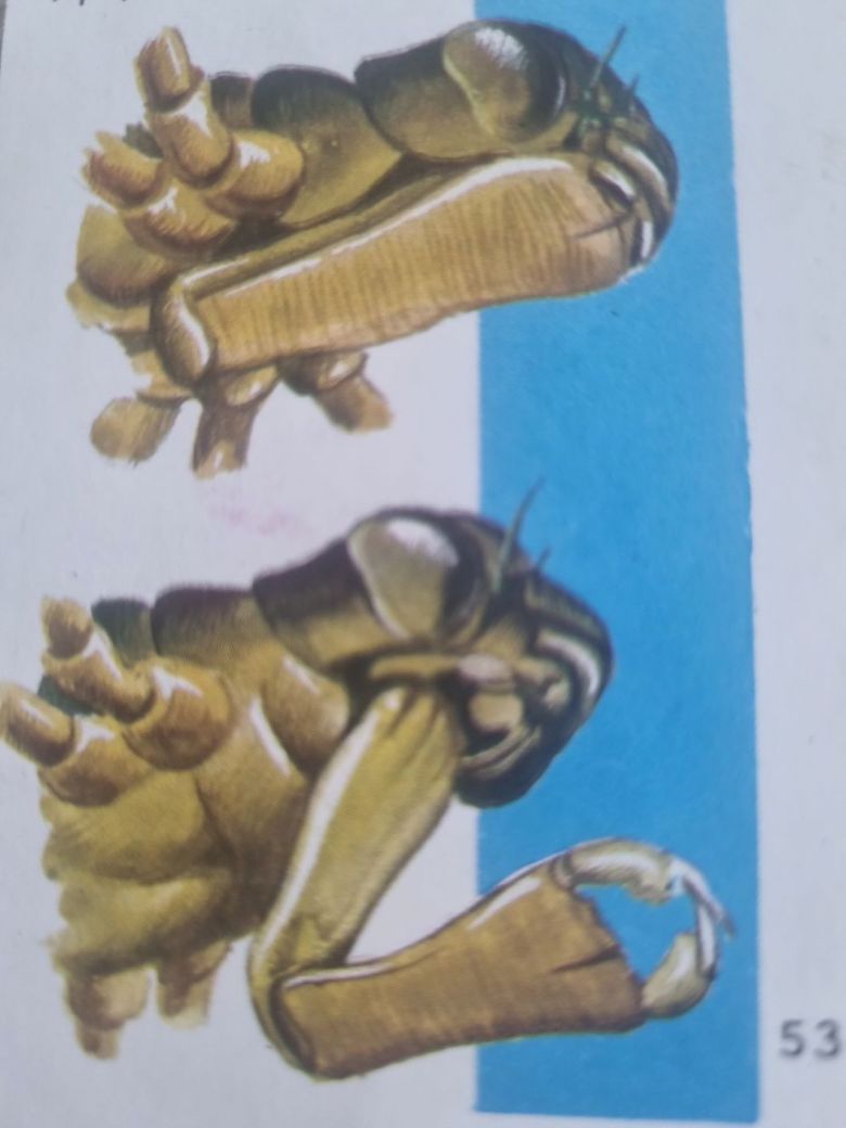 /동아출판사 '세계의 동물'  학배기가 먹이를 사냥할 때 접혀있던 아랫입술을 쭉 뻗는 장면을 묘사한 그림.