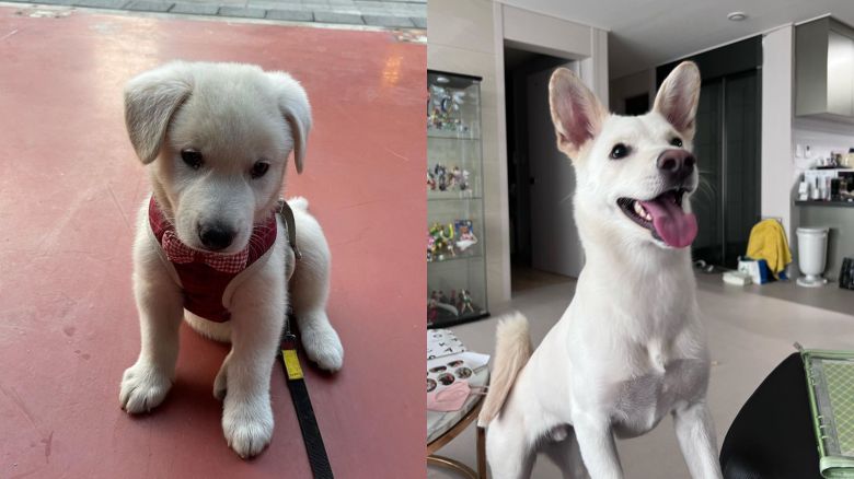 사고 전 건강했던 쩔미의 모습. /인스타그램 @imzeolmi