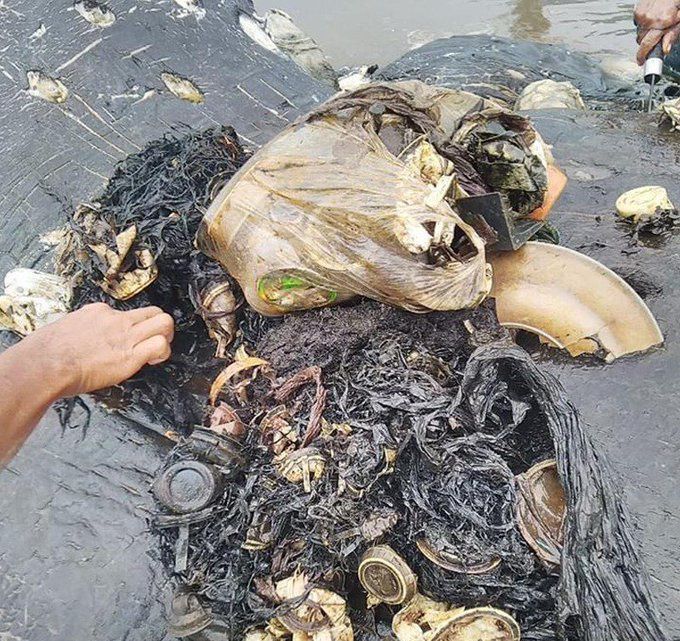 2018년 향유고래 사체 뱃속에서 발견된 6㎏ 상당의 쓰레기. /트위터