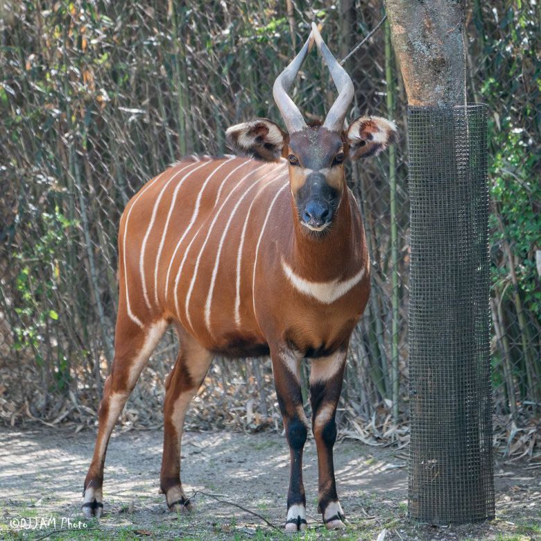 신시내티 동물원에서 살고 있는 봉고 암컷 '스티비'. 올해 초 남편상을 당한 그는 뱃속에 고이 품은 새끼를 조만간 세상에 내보낼 예정이다.  /Cincinnati Zoo and Botanical Garden