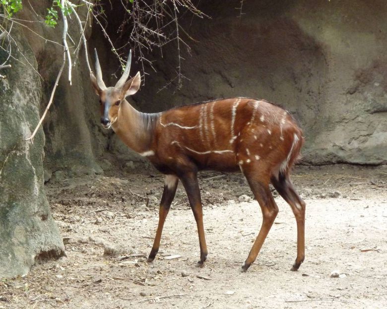 몸색깔이 봉고와 빼닮은 부시벅 /africangamehunts.com