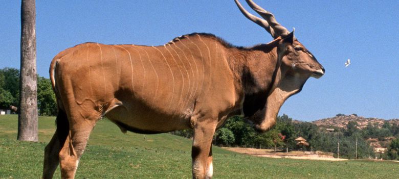 봉고와 아주 가까운 관계인 일런드. 아프리카 영양 중 가장 덩치가 크다. /San Diego Zoo