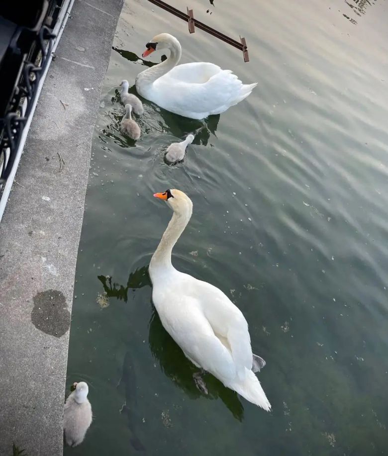 암컷 '페이'와 수컷 '매니', 그리고 4마리 새끼들로 구성된 백조 가족. /페이스북