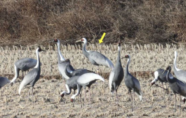 위치추적기를 부착한 재두루미(화살표 표시)./국가철새연구센터