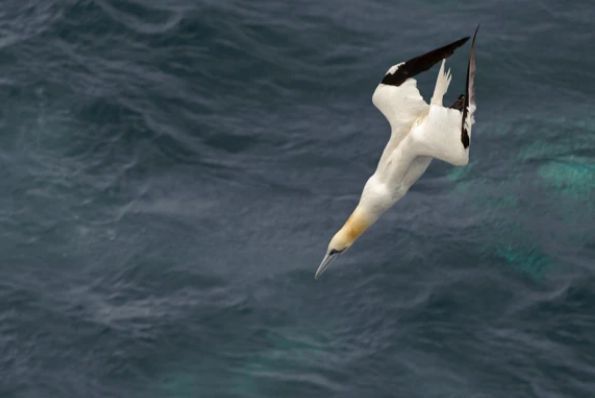 흰부비새가 먹이를 잡으러 자세를 가다듬고 고속으로 바닷속으로 낙하하고 있다. /Stuart Blackman. BBC Wildlife