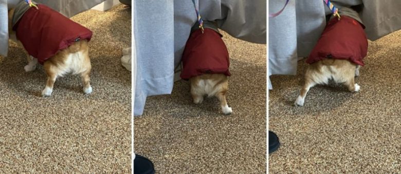 지난해 12월  17일 진행된 백호의 팬미팅. 당시 백호는 첫 수술을 받은 지 10일 정도밖에 지나지 않은 상태였던 것으로 전해졌다. 팬미팅 참석자들은 투병 사실을 알지 못했다. /온라인 커뮤니티